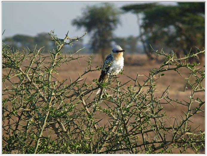 Safari matinal dans la région du Lac Ndutu