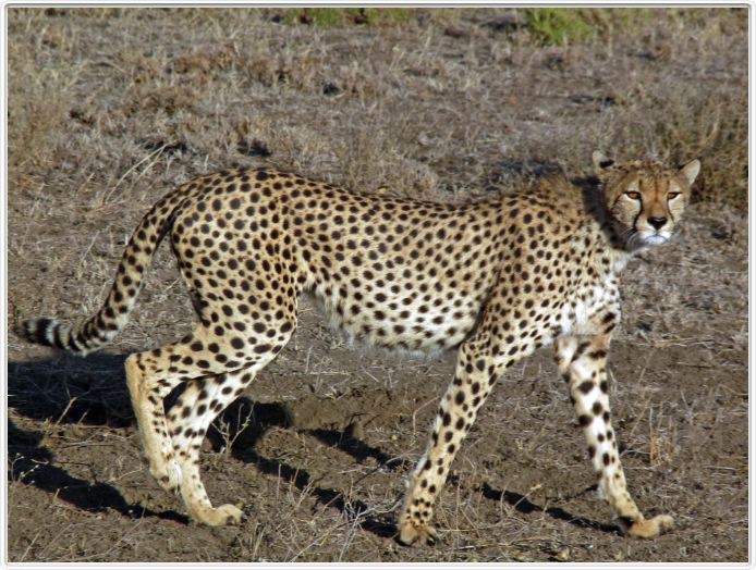 Safari matinal dans la région du Lac Ndutu