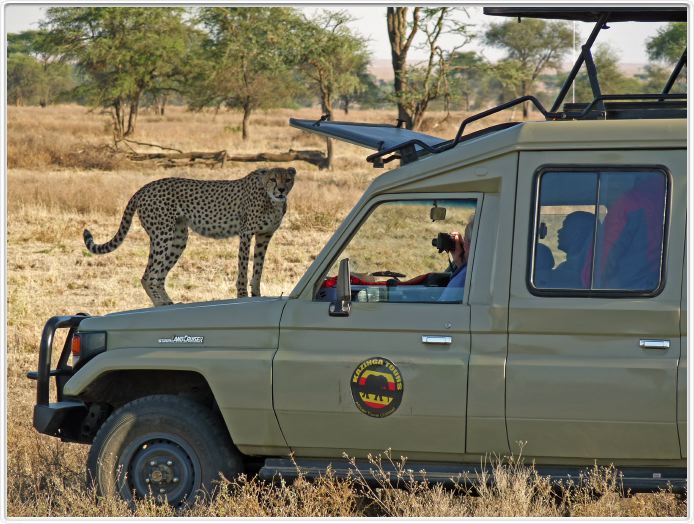 Safari matinal dans la région du Lac Ndutu