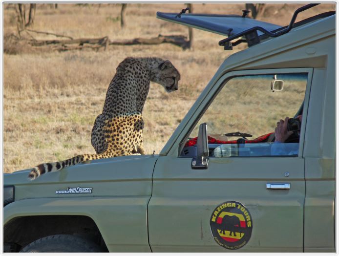 Safari matinal dans la région du Lac Ndutu