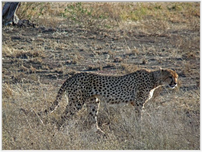 Safari matinal dans la région du Lac Ndutu