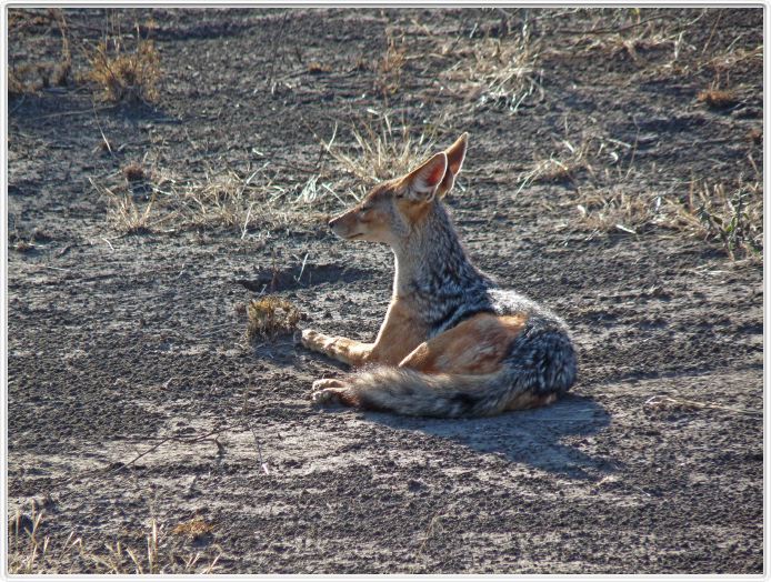 Safari matinal dans la région du Lac Ndutu