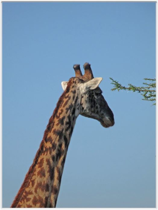 Safari matinal dans la région du Lac Ndutu