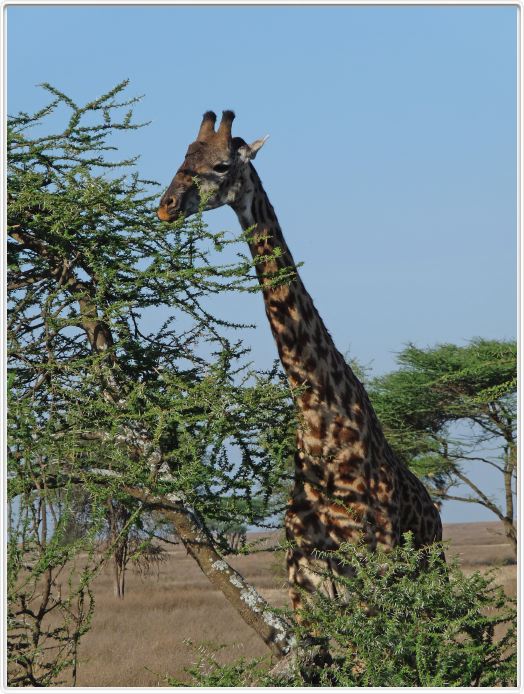 Safari matinal dans la région du Lac Ndutu