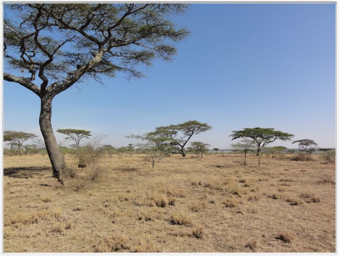 Ndutu Safari Lodge