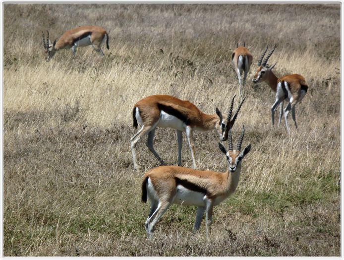 En route pour le Seregenti, région de Lobo