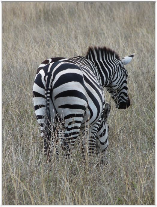 Le Serengeti en direction de Lobo