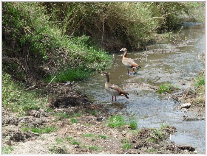 Le Serengeti en direction de Lobo
