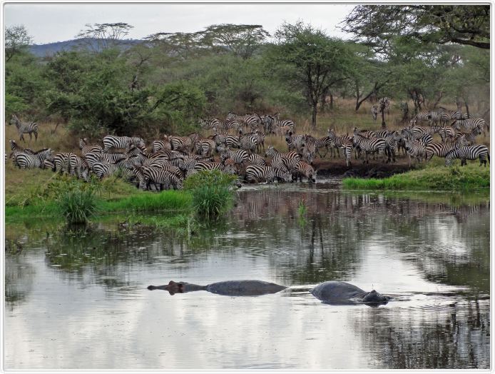 Le Serengeti en direction de Lobo