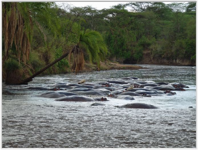 Le Serengeti en direction de Lobo