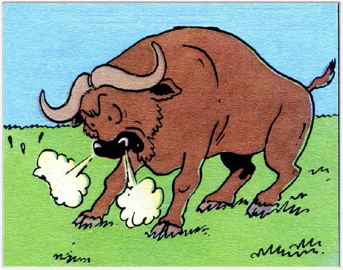 Les buffles