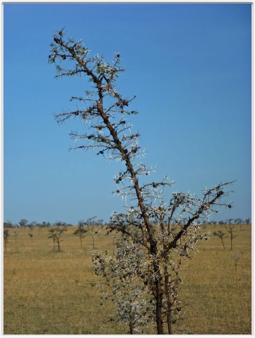 Le Serengeti en direction de Lobo