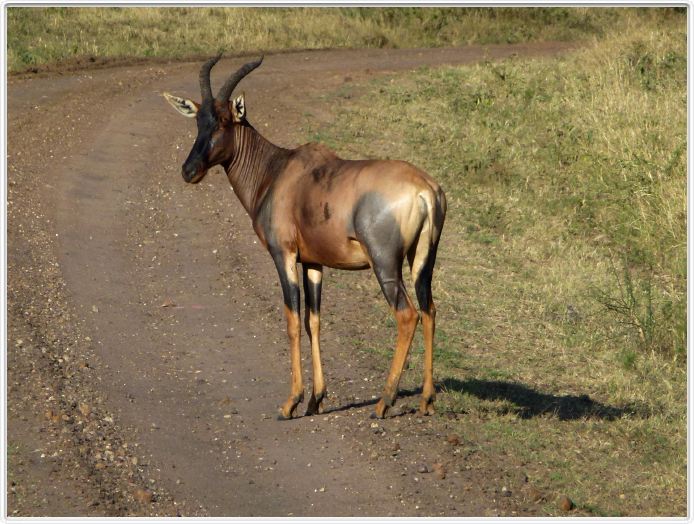 Le Serengeti en direction de Lobo