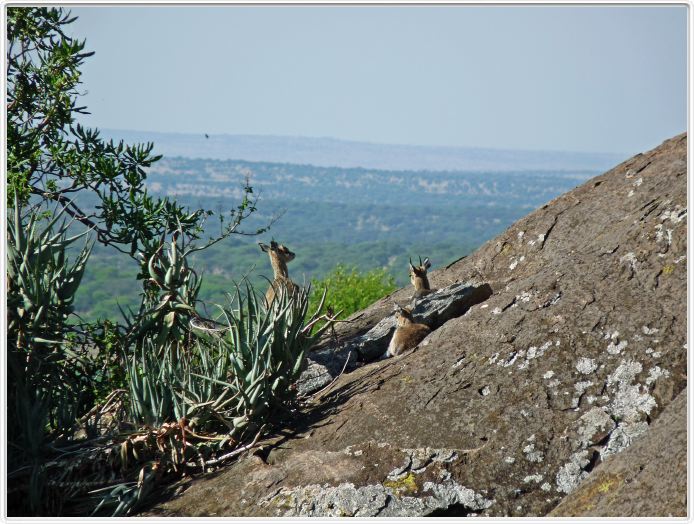 Journée de safari dans le Serengeti (région de Lobo)