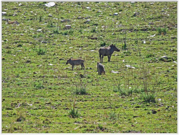 Journée de safari dans le Serengeti (région de Lobo)