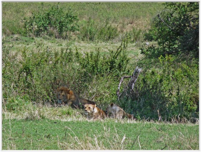 Journée de safari dans le Serengeti (région de Lobo)