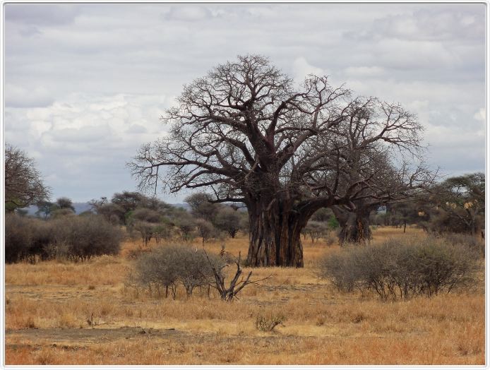 Parc national Tarangire
