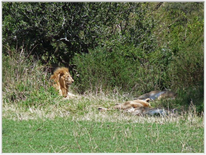 Journée de safari dans le Serengeti (région de Lobo)