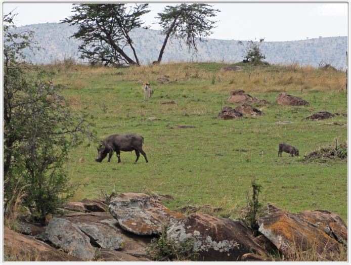 Journée de safari dans le Serengeti (région de Lobo)
