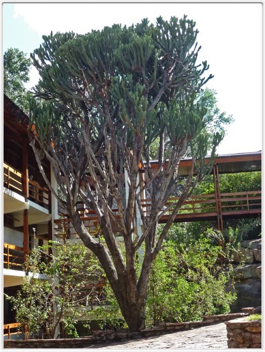 Notre lodge : Lobo wildlife Lodge
