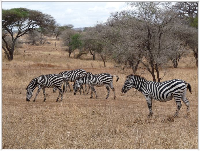 Parc national Tarangire