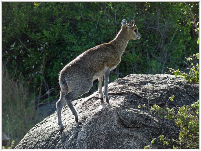 Serengeti, région de Lobo