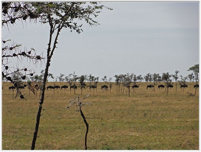 Le Serengeti en direction de Seronera