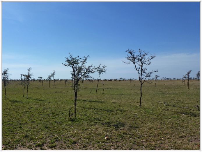 Le Serengeti en direction de Seronera