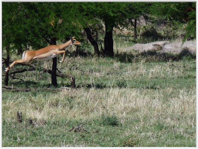 Le Serengeti en direction de Seronera