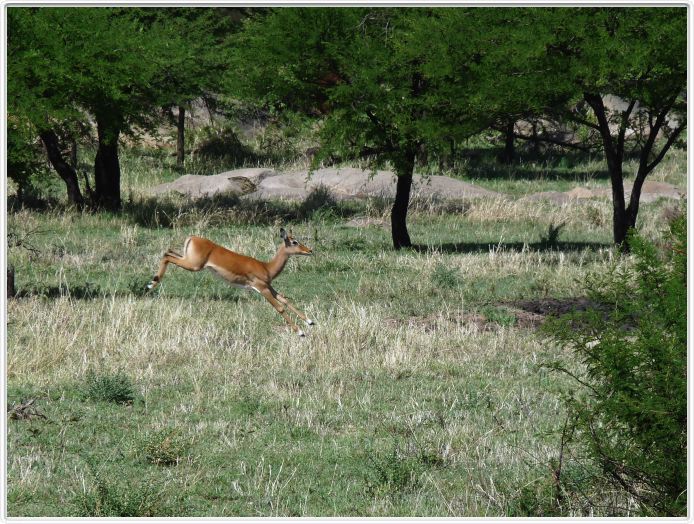 Le Serengeti en direction de Seronera