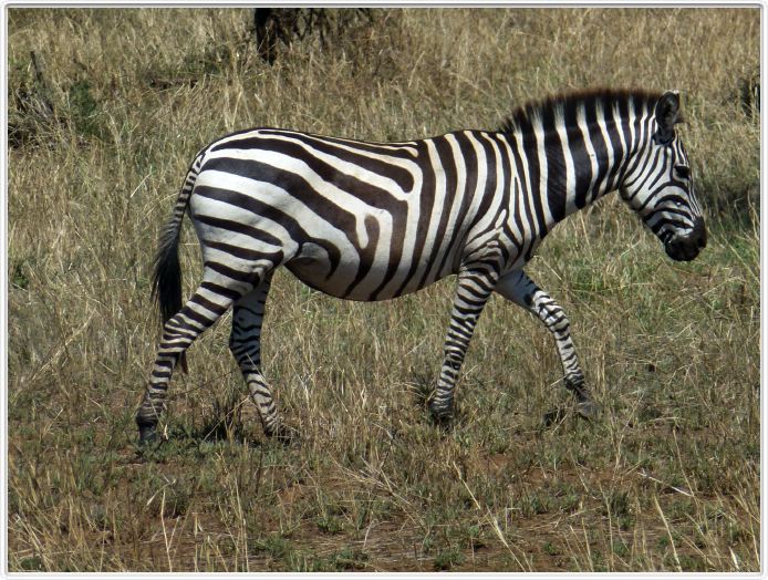 Le Serengeti en direction de Seronera