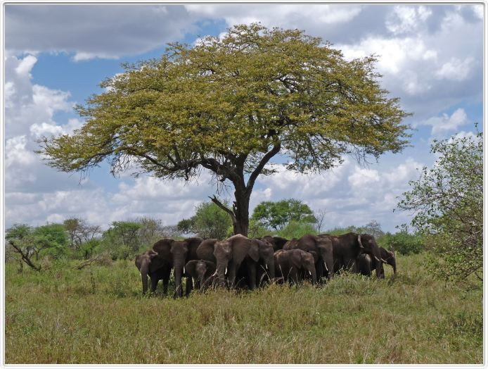 Le Serengeti en direction de Seronera