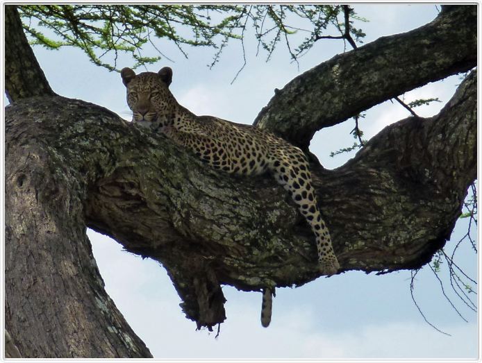 Le Serengeti en direction de Seronera