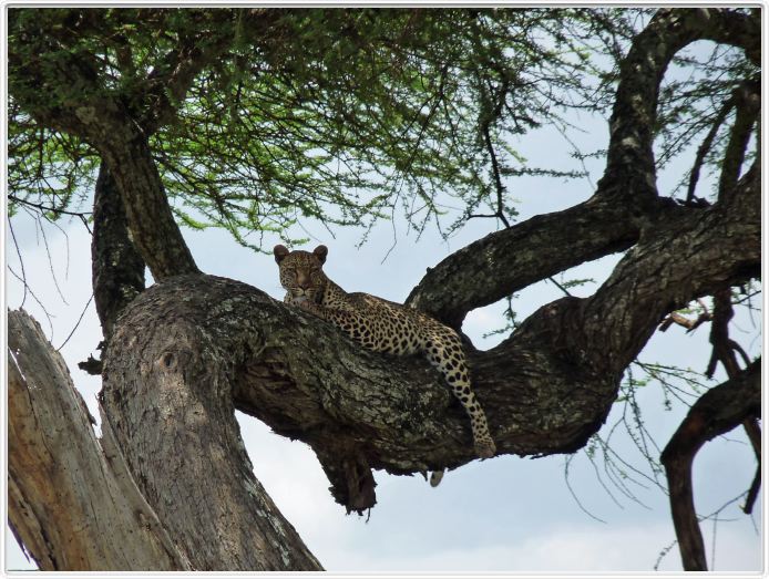 Le Serengeti en direction de Seronera