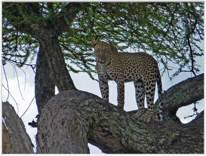 Le Serengeti en direction de Seronera