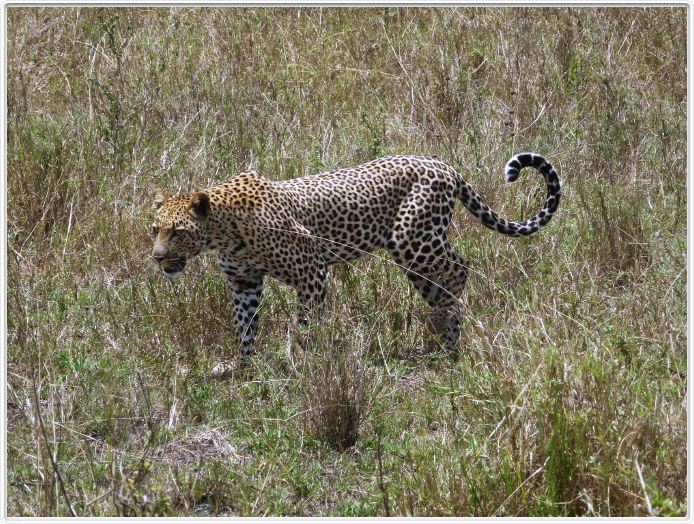 Le Serengeti en direction de Seronera