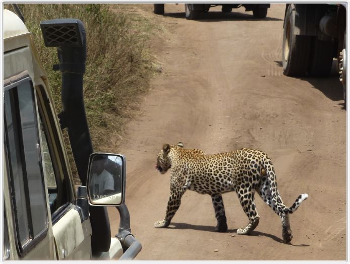 Le Serengeti en direction de Seronera