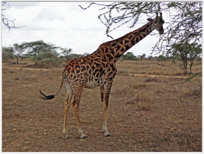 Le Serengeti en direction de Seronera