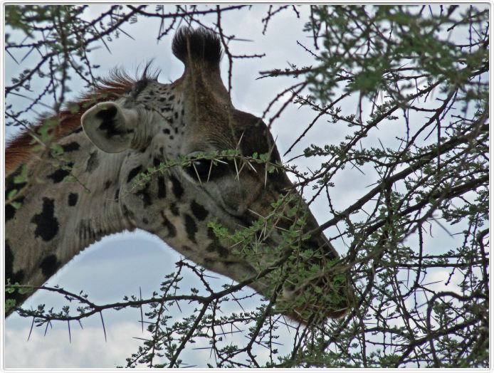 Le Serengeti en direction de Seronera