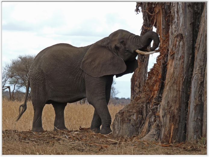 Parc national Tarangire