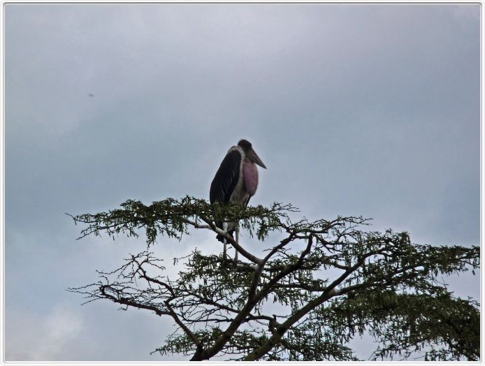 Le Serengeti en direction de Seronera