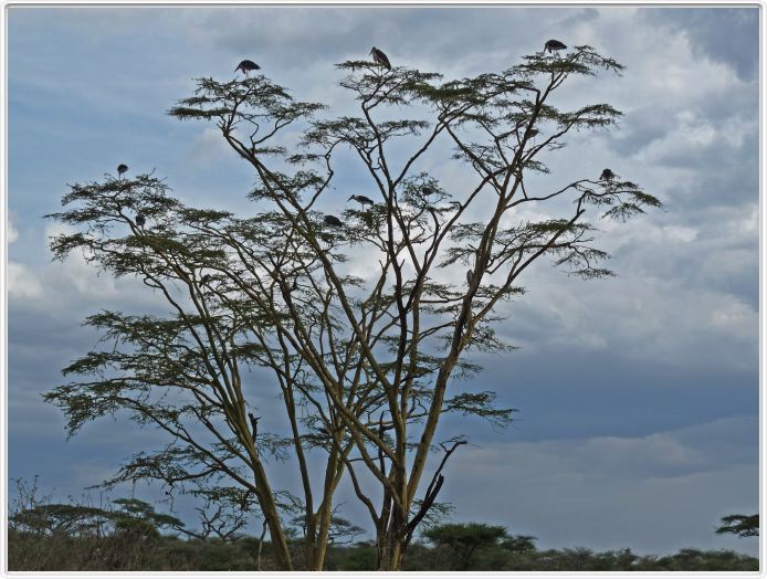 Le Serengeti en direction de Seronera
