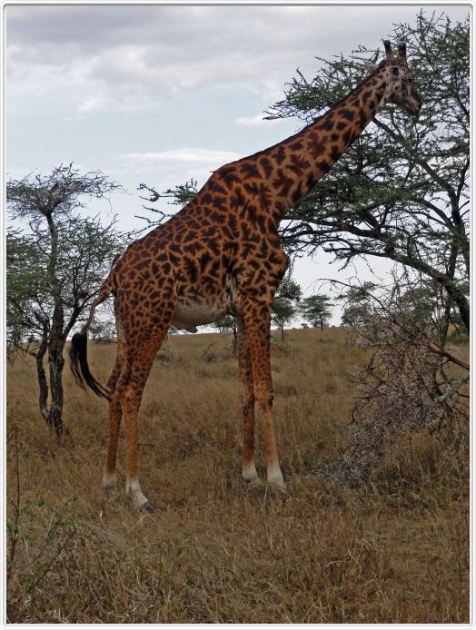 Le Serengeti en direction de Seronera