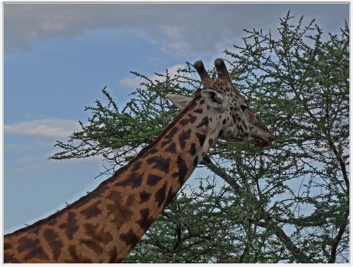 Le Serengeti en direction de Seronera