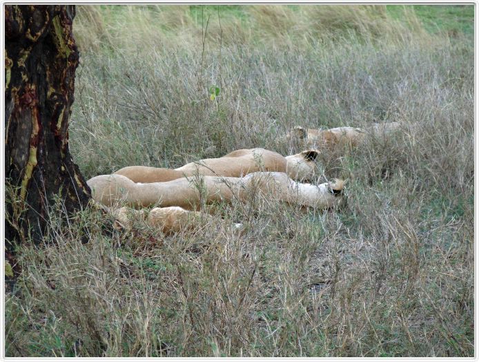Le Serengeti en direction de Seronera