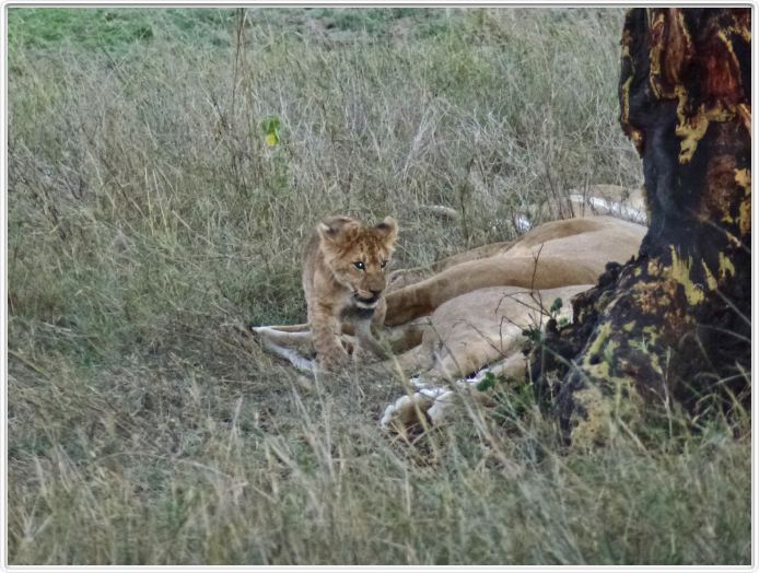 Le Serengeti en direction de Seronera