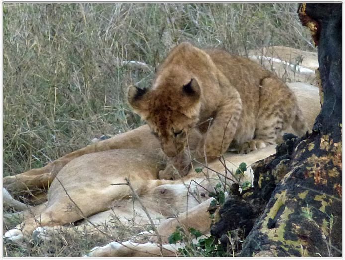 Le Serengeti en direction de Seronera