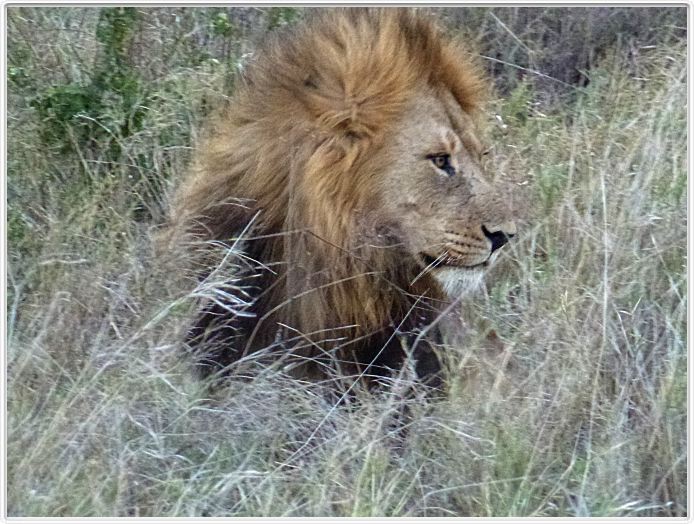 Le Serengeti en direction de Seronera