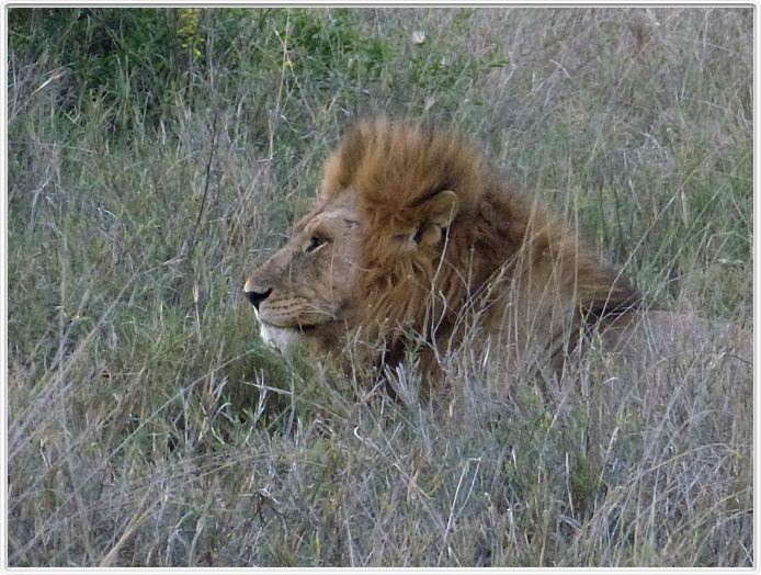 Le Serengeti en direction de Seronera