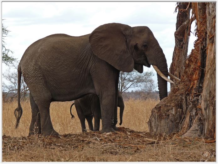 Parc national Tarangire